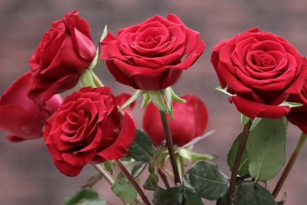 盆栽玫瑰花冬天怎么養(yǎng)，控溫控水/增光剪枝