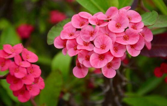 虎刺梅能放臥室嗎，不適合放置的4種原因