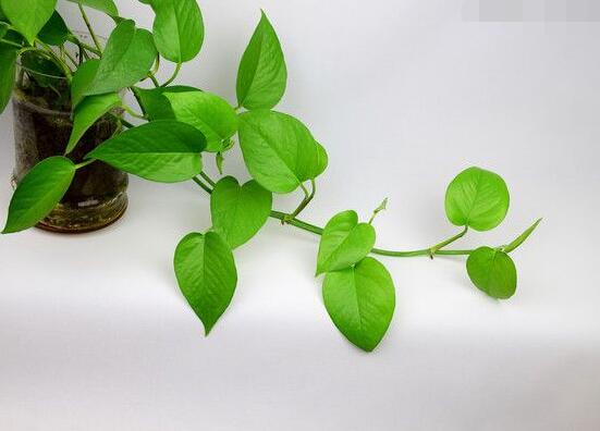 綠蘿葉子長黃斑怎么辦，四個原因以及解決辦法