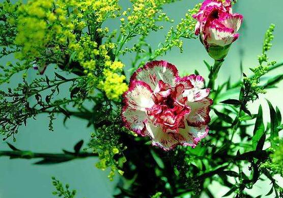 康乃馨能過(guò)冬嗎，掌握六個(gè)要點(diǎn)可安然過(guò)冬