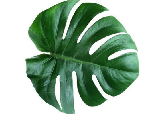 龜背竹怎么養(yǎng)，龜背竹養(yǎng)殖方法