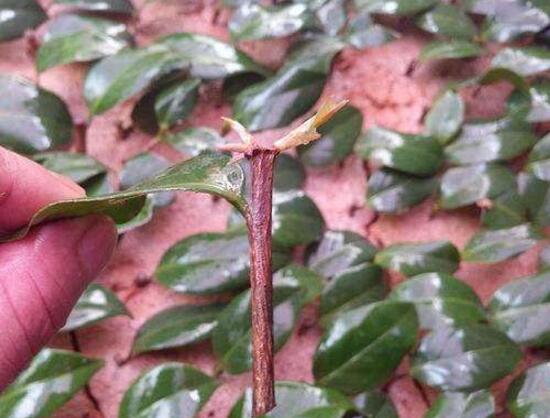 桅子花怎么扦插，老農(nóng)總結(jié)兩大扦插繁殖方法(水插與土插)