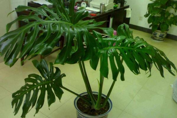 龜背竹如何快速開背，做好以下幾步龜背竹開背更加簡(jiǎn)單