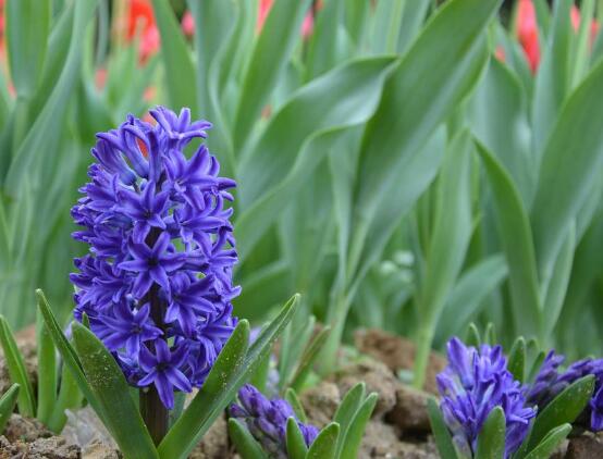 風(fēng)信子葉子蔫了怎么辦，四種原因及解決方法