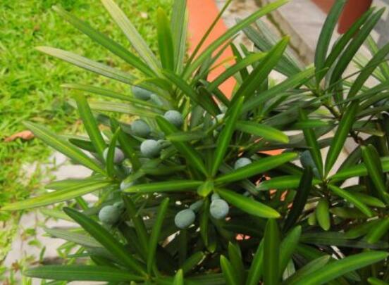 小葉羅漢松的養(yǎng)殖方法，老農(nóng)總結(jié)八大簡單易學(xué)的養(yǎng)殖技巧