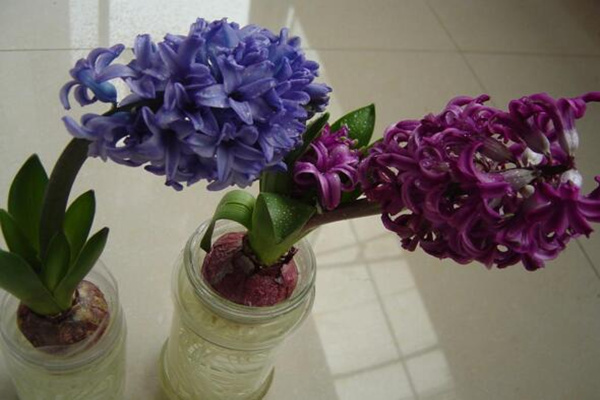 風(fēng)信子的繁殖方法，分球繁殖以及播種繁殖詳解