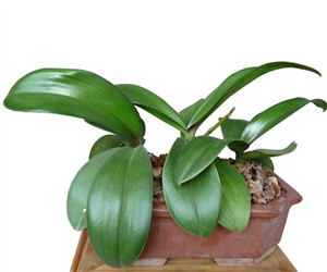 蝴蝶蘭開(kāi)花前的技術(shù)要求是什么