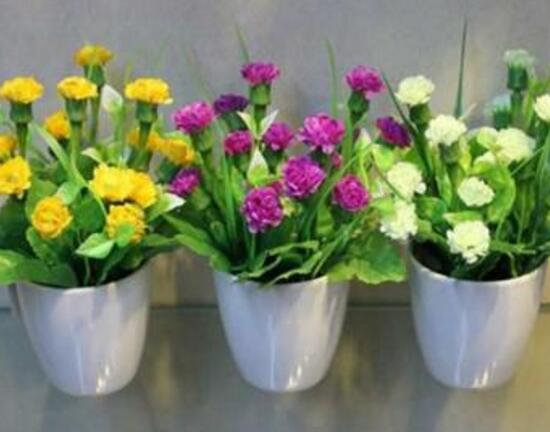 康乃馨怎么養(yǎng)，康乃馨的養(yǎng)殖方法和注意事項