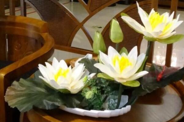 摘下來的荷花怎么養(yǎng)，修剪過后可插入花瓶中養(yǎng)護