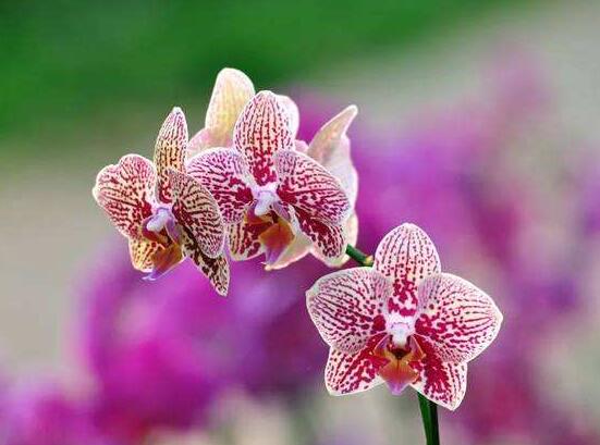 蝴蝶蘭開(kāi)花前怎么養(yǎng)護(hù)，教你五種好方法花開(kāi)的茂盛