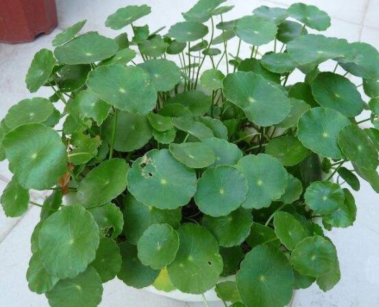 銅錢草焉了怎么回事，多半是澆水和光照不當(dāng)導(dǎo)致