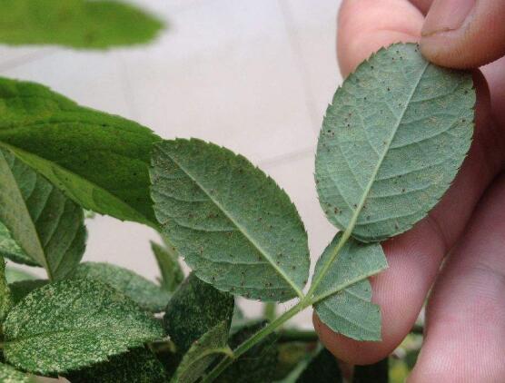 薔薇花葉子發(fā)白怎么辦，薔薇花葉子發(fā)白解決辦法