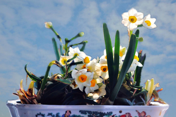 盆栽水仙花管理，冬季控溫要在5℃以上