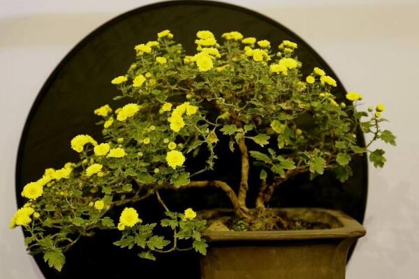 菊花如何室內(nèi)越冬，菊花安全越冬5大要點(diǎn)