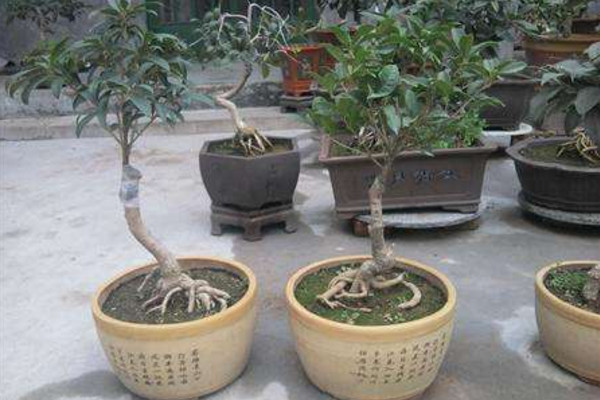 盆栽桂花修剪方法圖解，可以通過以下4步進(jìn)行