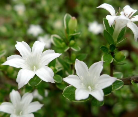 六月雪用什么土，盤點最佳盆土比例配制(沙質(zhì)土壤最佳)