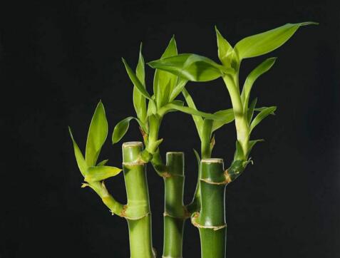 富貴竹的水培方法，水質(zhì)要求特別高