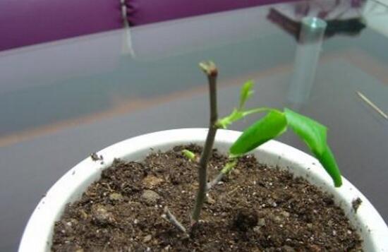 月季什么時候扦插最好，月季花的扦插方法