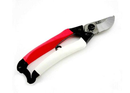 百合花怎么修剪，百合花的修剪方法圖解