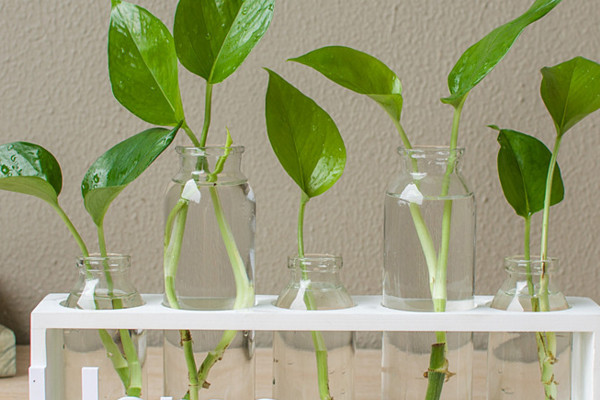 綠蘿水培方法，要選擇帶有氣根的莖枝