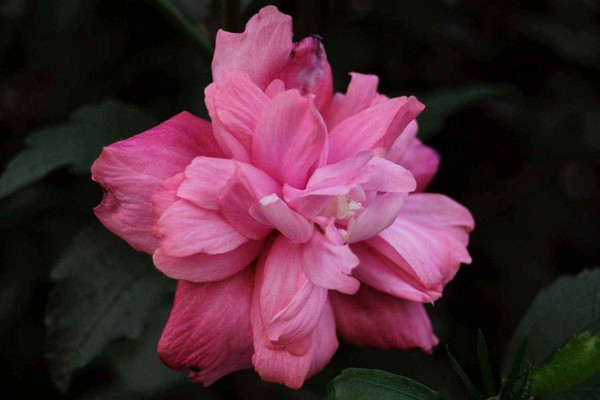 木槿花和扶?；ǖ膮^(qū)別，通過以下4點進(jìn)行區(qū)分