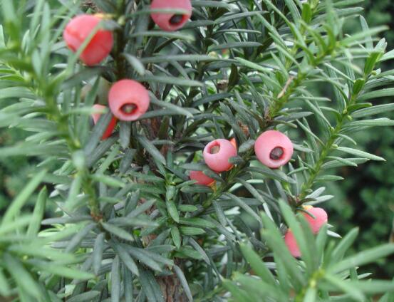 紅豆杉怎么施肥，遠(yuǎn)離根部施薄肥