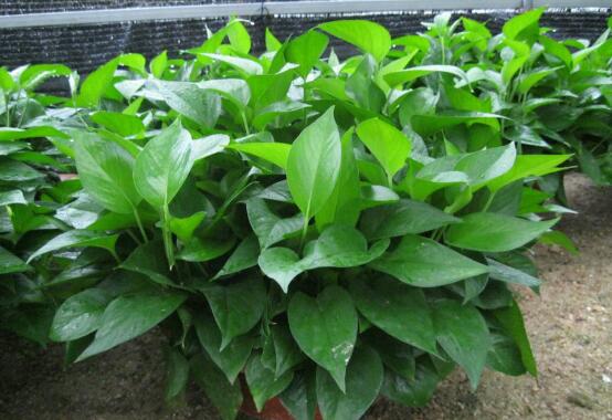 綠蘿的作用有哪些，凈化空氣、點(diǎn)綴家居之美