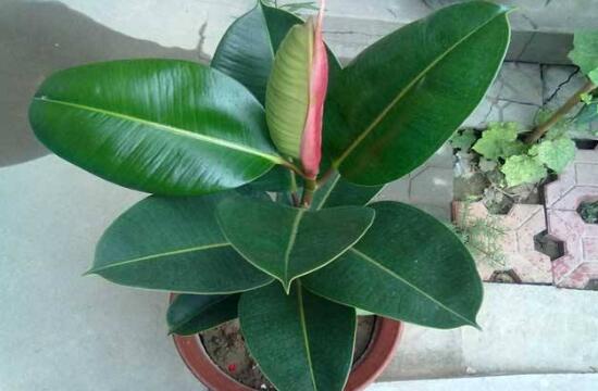 橡皮樹好養(yǎng)嗎，橡皮樹的養(yǎng)殖方法和注意事項(xiàng)