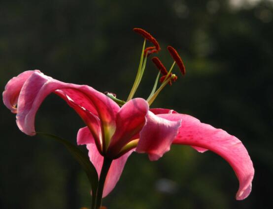 香水百合和百合的區(qū)別，教你三種區(qū)別方法(出生/株型/花語)