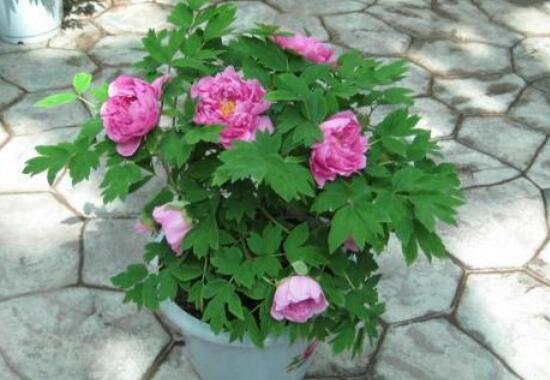 盆栽芍藥花的養(yǎng)殖方法，五個(gè)要點(diǎn)幫你生長(zhǎng)的青翠碧綠