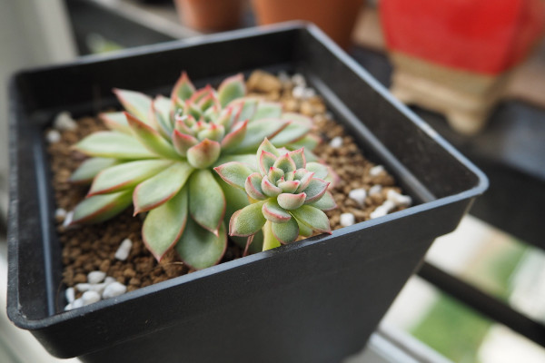 多肉用什么肥料，元素肥/營(yíng)養(yǎng)液/有機(jī)肥/緩釋肥等