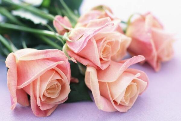 玫瑰花送幾朵代表什么，求婚首選99朵玫瑰花