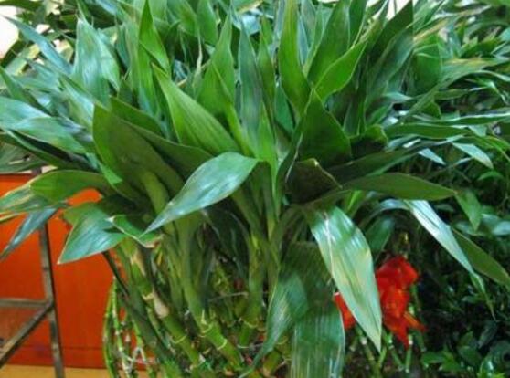 水養(yǎng)富貴竹葉子發(fā)黃怎么辦，四個(gè)原因以及解決辦法