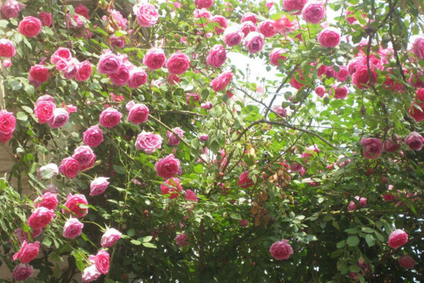 藤本月季冬季修剪方法，3年以上老枝可全部剪除