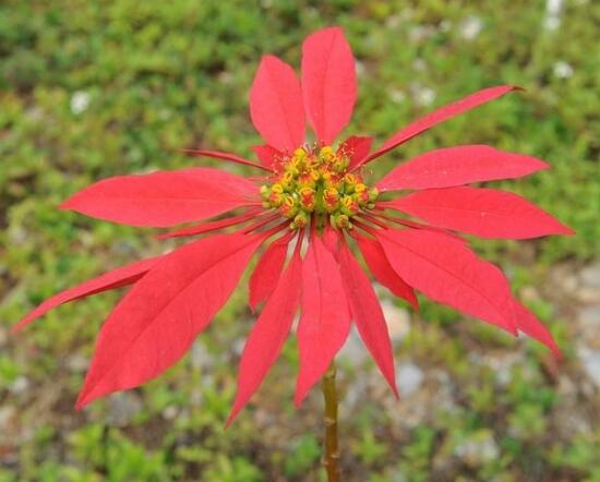 一品紅花語是什么，一品紅花語代表著我的心正在燃燒