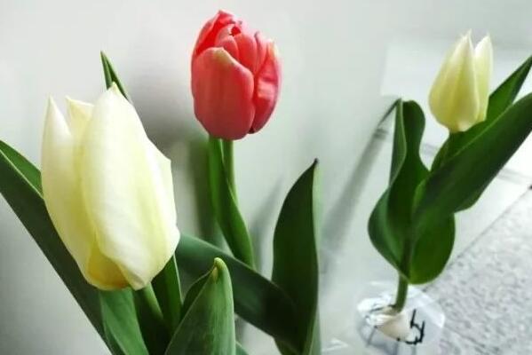 郁金香花開后的處理，以下5步處理保證來年繼續(xù)開花