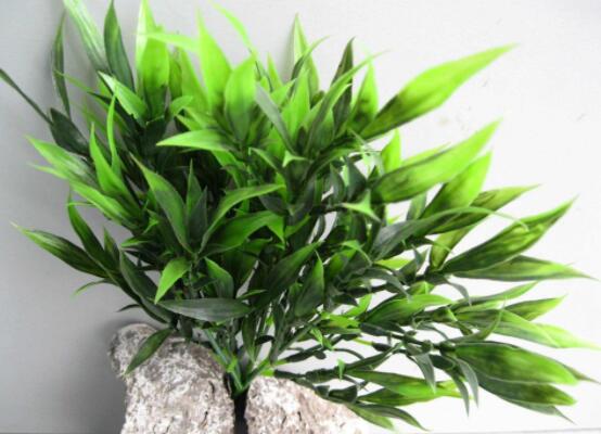 富貴竹放臥室哪里最好，盤點臥室最好的五個擺放位置