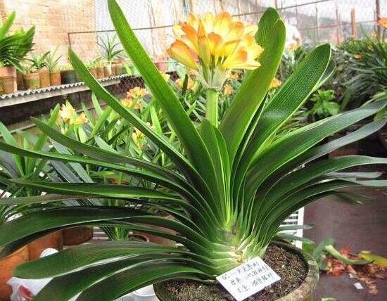 君子蘭怎么施肥，君子蘭什么時候施肥好