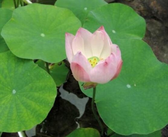 迎賓芙蓉怎么繁殖，盤點最實用的四大繁殖方法