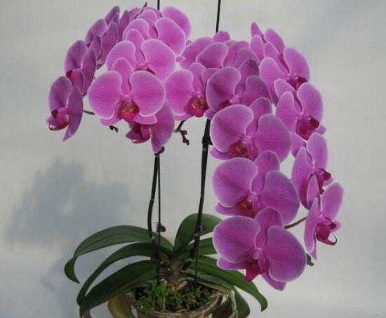 蝴蝶蘭的品種有哪些，蝴蝶蘭品種及圖片大全