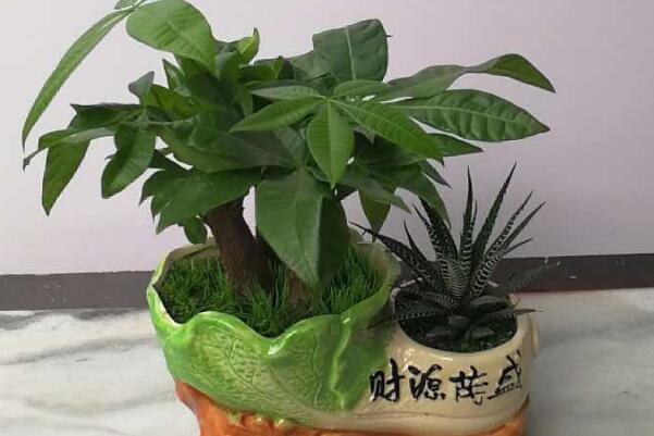 發(fā)財(cái)樹怎么分株，發(fā)財(cái)樹扦插繁殖方法