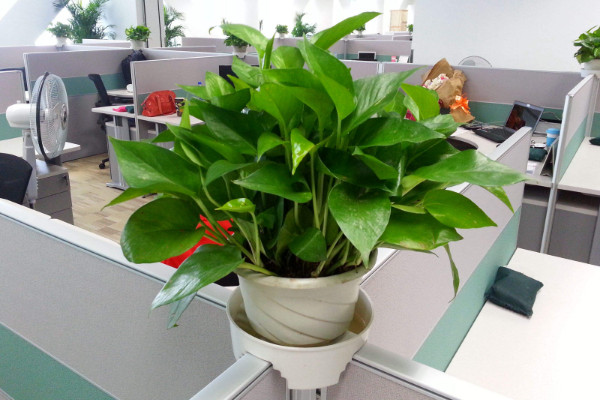 家里為什么不能放綠蘿，過(guò)多的綠蘿會(huì)搶奪氧氣