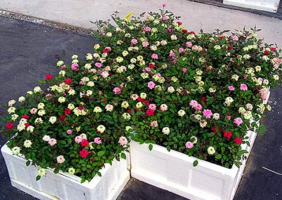 月季什么時候扦插最好，月季花的扦插方法