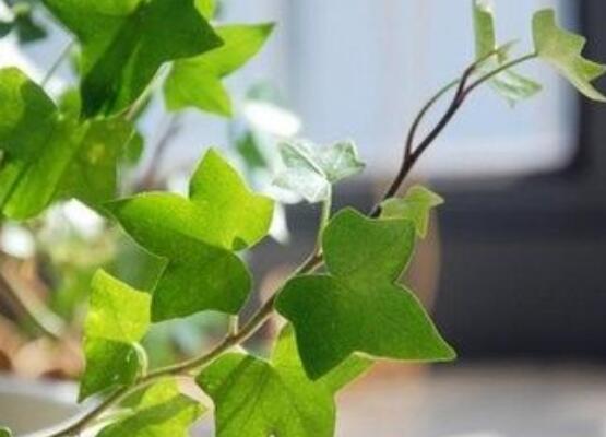 常春藤扦插步驟圖解，老農(nóng)總結(jié)六點最最簡易的基本步驟