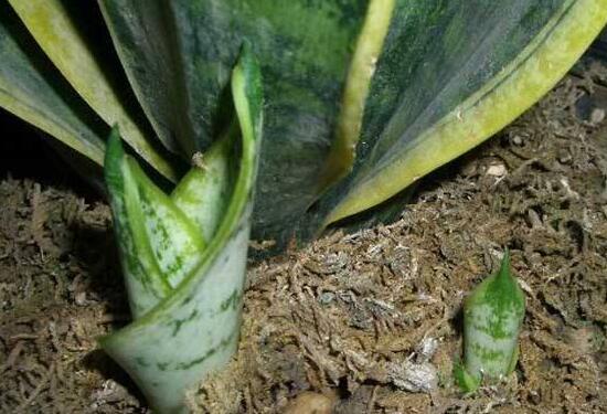 虎皮蘭怎么繁殖，虎皮蘭扦插方法步驟