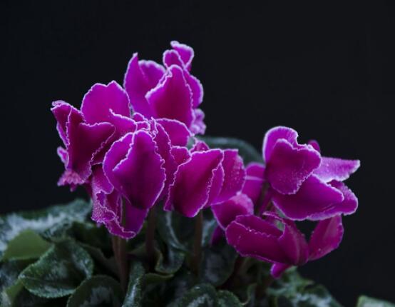 仙客來的養(yǎng)殖方法和注意事項大全，老農(nóng)總結(jié)七大基本養(yǎng)殖方法