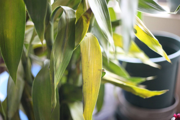 冬天富貴竹葉子發(fā)黃加醋，無(wú)論土培還是水培都不建議