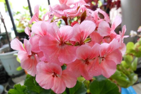 天竺葵泡水生根方法，3步即可天竺葵的水培