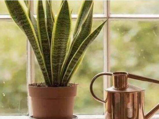 虎皮蘭葉子干癟發(fā)軟怎么辦，兩招幫你搞定疑難雜癥