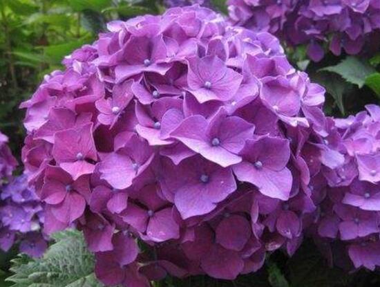 繡球花有毒嗎，繡球花可以放室內(nèi)嗎